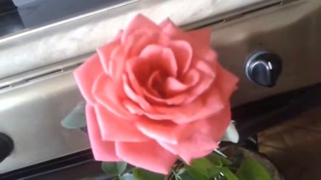 ROSA DANICA ♡KORDANA GRANDE♡ смотреть онлайн