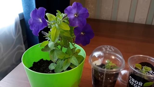 КАК СОХРАНИТЬ ЛЮБИМЫЙ СОРТ ПЕТУНИИ НА ЗИМУ В ОБЫЧНЫХ ГОРОДСКИХ УСЛОВИЯХ смотреть онлайн