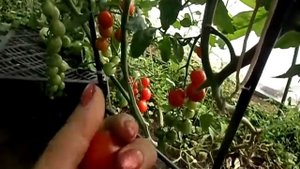 Сорта томатов чёрный трюфель и фаворита.