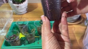 Укоренение бегонии черенками и листом