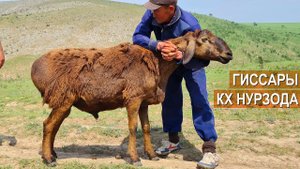 2500 овец Гиссарской породы. Гиссарские бараны. Кочкары. КХ Нурзада. Казахстан