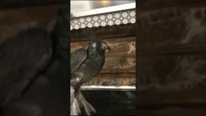 ЛЮБЛЮ ГОЛУБЕЙ. Узбекские двухчубые голуби. Tauben. Pigeons