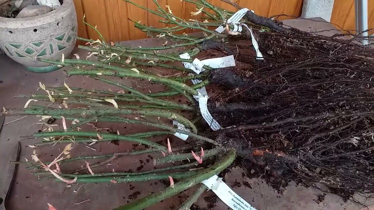 РОЗЫ. Вторая посылка. Обзор смотреть онлайн