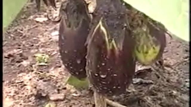 Баклажан  Корейский карли