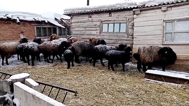 Эдильбаевские овцы 13.02.2022г. смотреть онлайн