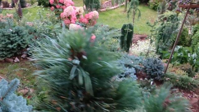 КЕДРОВЫЕ СТЛАНИКИ-собираем орешки...знакомимся с сортами смотреть онлайн