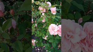 Розы в моем саду.Поль Бокюз, Францыз Блейз,...