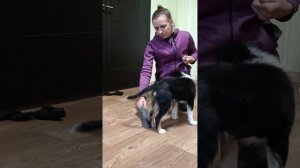 Учим собаку приносить тапочки.