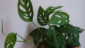 Виды и сорта Монстеры. Самые красивые Монстеры!