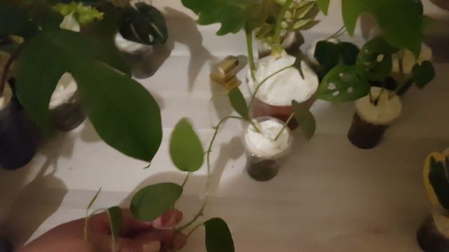 И снова мои новые цветочки смотреть онлайн