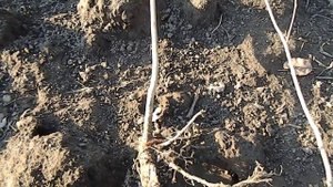 Как выбрать саженцы Фундука