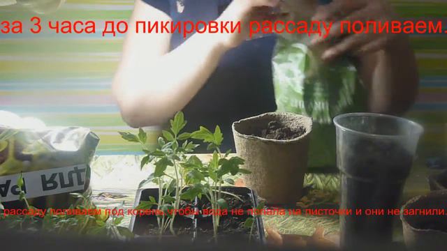 КАК САЖАТЬ РАССАДУ ЕСЛИ ОНА ВЫТЯНУЛАСЬ.