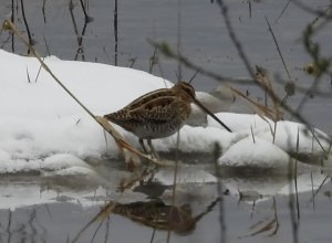 Бекас, наблюдение птиц в Новгородской области, 20 апреля 2024