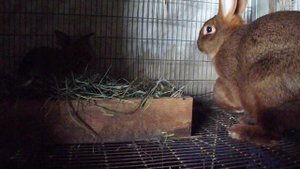 Кролики породы Новозеландский красный