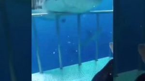 Акулы мако.