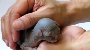 Лысая_кошка_сфинкс