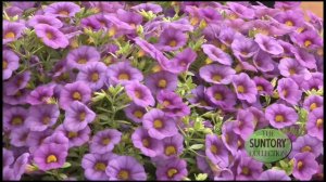 28  Growers   Allan Armitage Million Bells Bouquet Calibrachoa