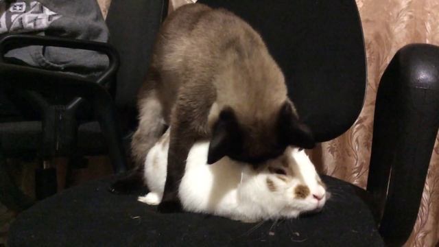 Кот и кролик лучшие друзья смотреть онлайн