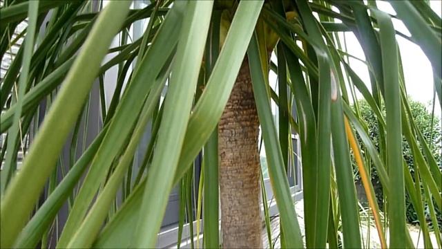 Beaucarnea recurvata 2014(35 years old) смотреть онлайн