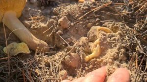 Грибы зеленушки. Поиск грибов в ноябре