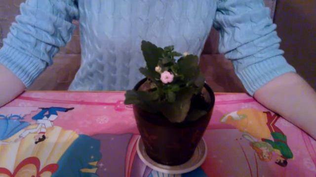 Почему на одном каланхоэ разные оттенки цветов смотреть онлайн