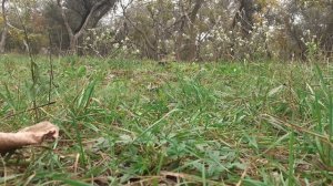 Модель RC танка "Королевский тигр" фирмы "Хенг Лонг".