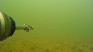 Spearfishing подводная охота на толстолобика