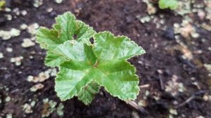 МОРОШКА ЯГОДА СОЗРЕЛА 1 ИЮЛЯ В ПОДМОСКОВНОМ ПИТОМНИКЕ МОРОШКИ И КНЯЖЕНИКИ