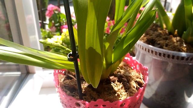 Мои орхидеи Камбрии в Закрытой системе!!!! смотреть онлайн