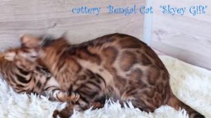 Бенгальская кошка , характер, повадки,  cattery  Bengal Cat  "Skyey Gift" , урок жизни .