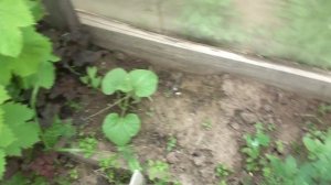 Бахча в Сибири - Прививать обязательно!!!.mp4