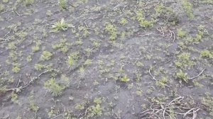 Гербицид сплошного действия. Тотал