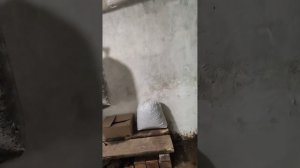 Вешанки в домашних условиях, урожай 2022. Выращивание