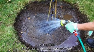 Алыча Злато скифов