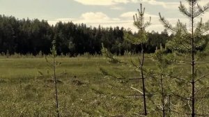 Дикая природа России: Западная Сибирь.