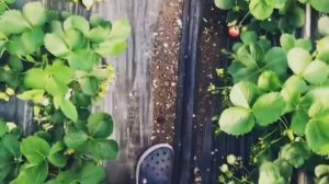 Обзор клубники АГРОМИЛЛОН 13 апреля 2022 год