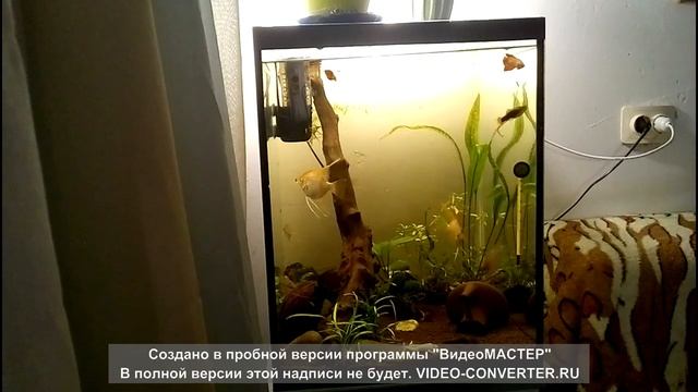 Мое увлечение аквариумами//Аквариумистика//Аквариум Кубик на 80 литров