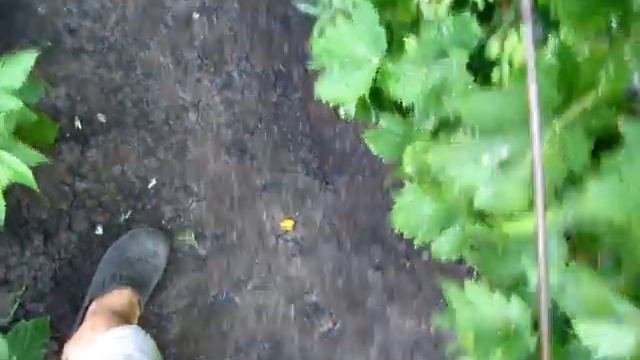 Профилактическое опрыскивание винограда