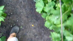 Профилактическое опрыскивание винограда