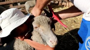 Биркование ягнят. Запускаем барана на случку.Плохой биркователь.