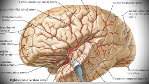 Анатомия с АВ. Внутренняя сонная (a. carotis interna) и позвоночная артерии (a. vertebralis).