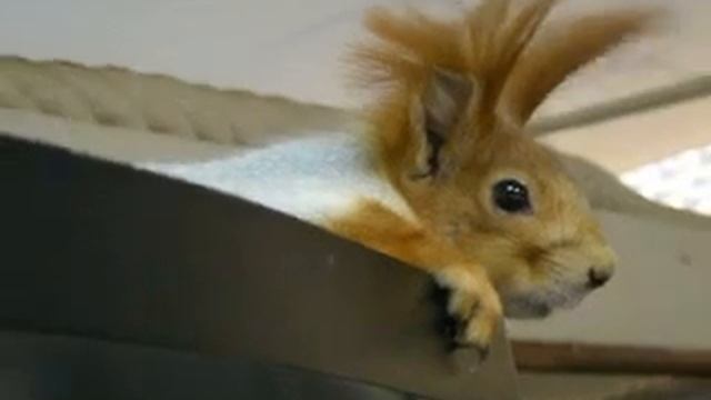 Сушка кисточек смотреть онлайн