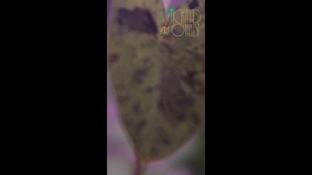 Colocasia esculenta “Mojito”: Expectations смотреть онлайн