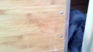 Люцерна для кроликов