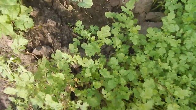 Капуста Посадка и уход смотреть онлайн