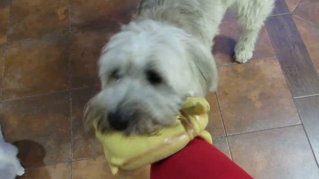 Котокафе " Мурррчим" смотреть онлайн