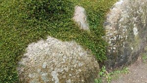 Мюленбекия спутанная (дат. Pletter i luften, лат. Muehlenbeckia complexa)