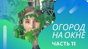 Что можно вырастить на окне в городской квартире? Обзор всех подоконников!