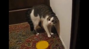 КОТЫ РАЗГОВАРИВАЮТ)))