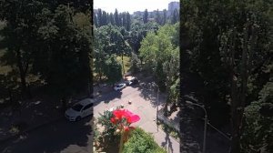 Шикарная герань, пеларгония, 1 июля, элитные сорта с махровыми цветами